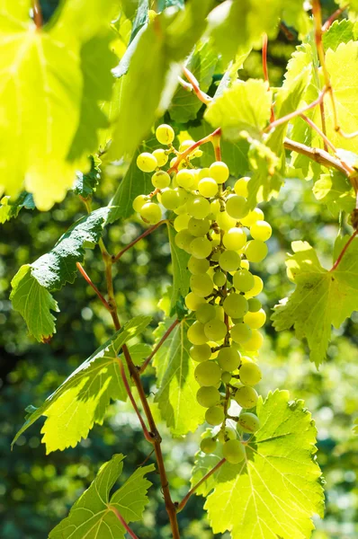 Färsk druvmust i vingården — Stockfoto