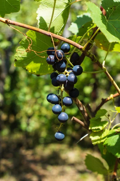 Uva fresca en viñedo —  Fotos de Stock