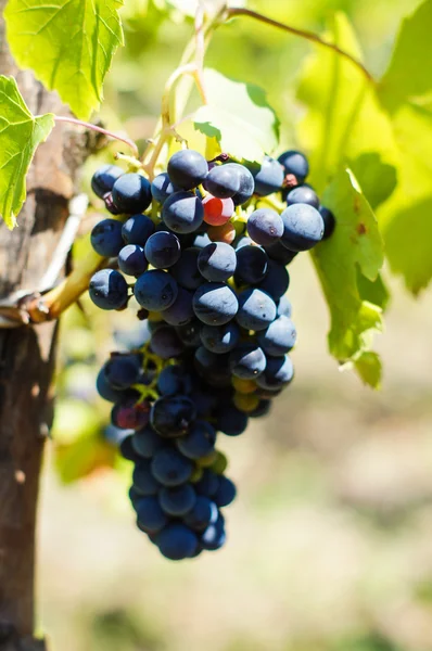 Fresh grape in vineyard — Stock Photo, Image