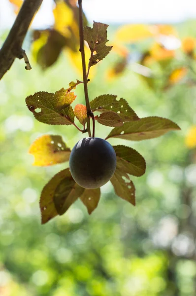 Prugne in giardino — Foto Stock