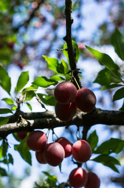 Ciruelas en el jardín — Foto de Stock