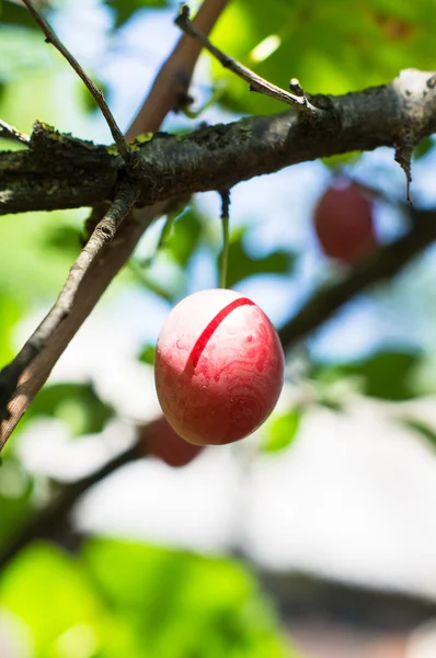 Prugne in giardino — Foto Stock