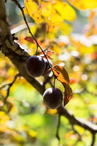 Ciruelas en el jardín — Foto de Stock