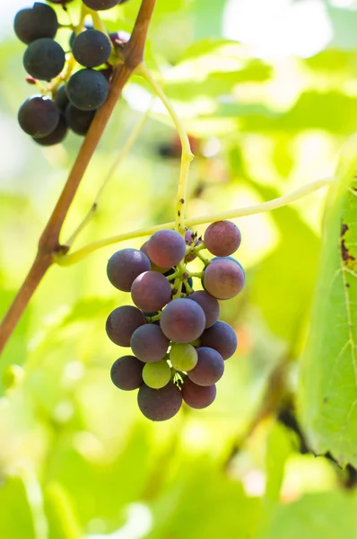 Uva fresca en viñedo —  Fotos de Stock