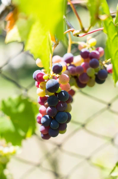 Druivenmost in wijngaard — Stockfoto