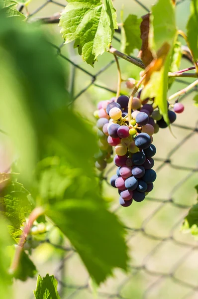 Fresh grape in vineyard — Stock Photo, Image