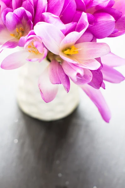 Crocuses on the rustic background — Stock Photo, Image