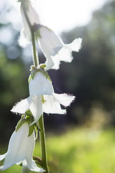 Herbstliche Natur — Stockfoto