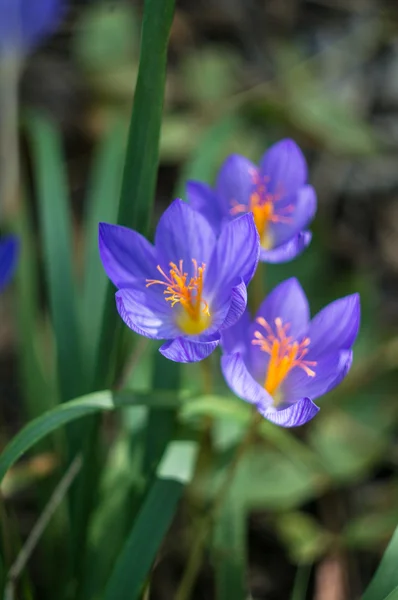 Höstlig tid natur — Stockfoto