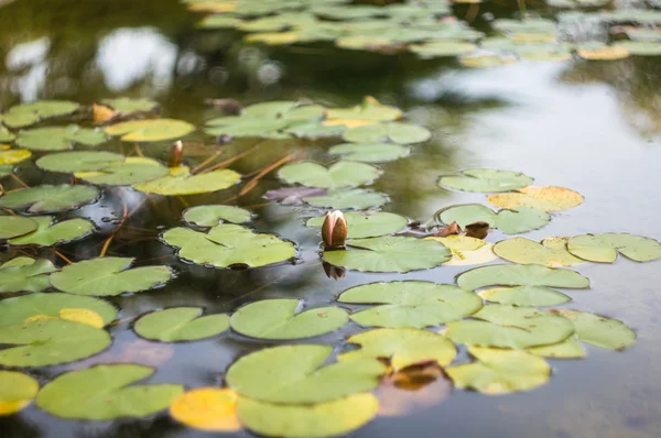 Autumnal time nature — Stock Photo, Image