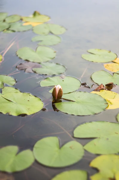 Horário de outono no jardim — Fotografia de Stock