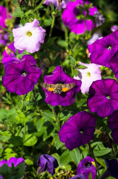 Tiempo de otoño en el jardín — Foto de Stock