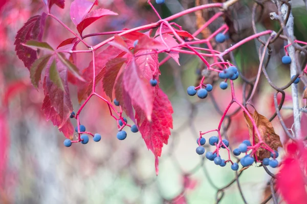 Hora de outono em um jardim — Fotografia de Stock
