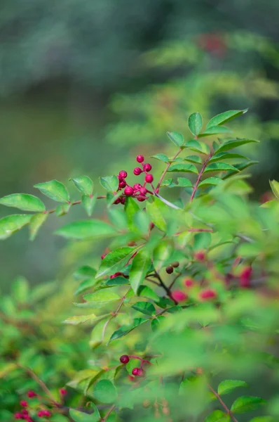 Autumn time in a garden — Stock Photo, Image