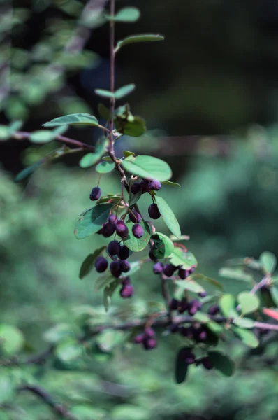 Autumn time in a garden — Stock Photo, Image