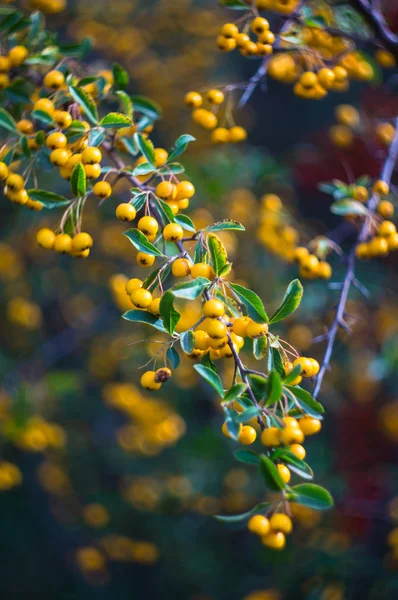 Hora de outono em um jardim — Fotografia de Stock