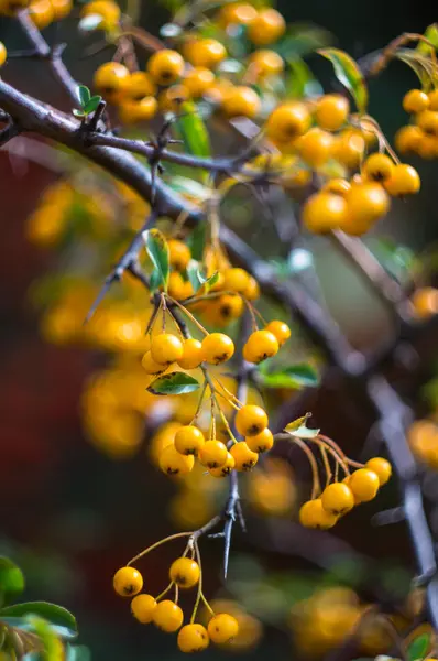 Autumn time in a garden — Stock Photo, Image