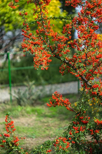 Herbstzeit im Garten — Stockfoto