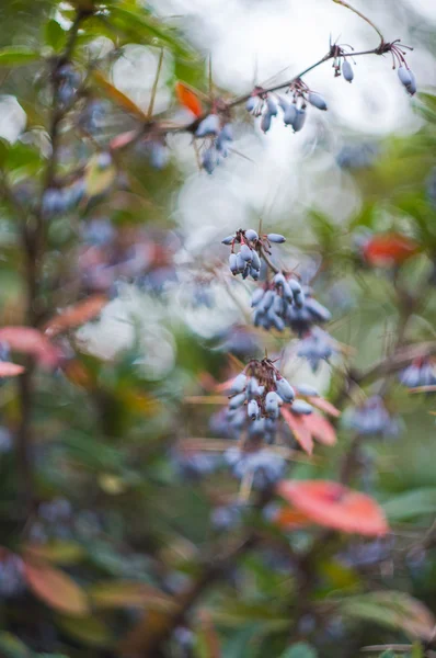 Autumn time in a garden — Stock Photo, Image