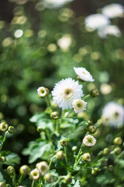 Automne dans un jardin — Photo