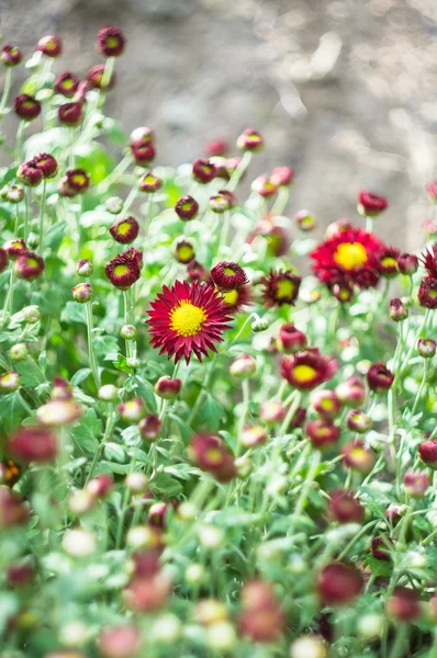 Autumn time in a garden — Stock Photo, Image