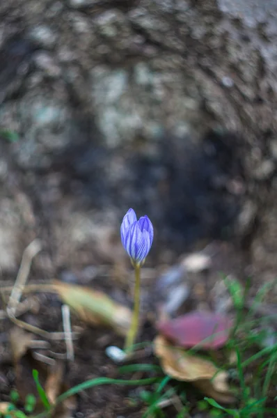 Closeup sonbahar bahçe — Stok fotoğraf