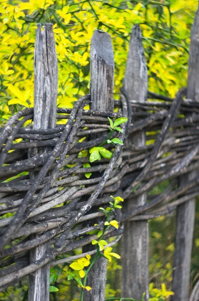 Höstens tid i trädgården — Stockfoto