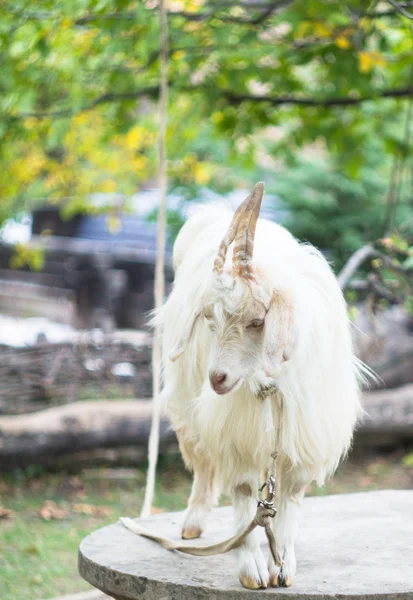White Goat outdoor — Stock Photo, Image
