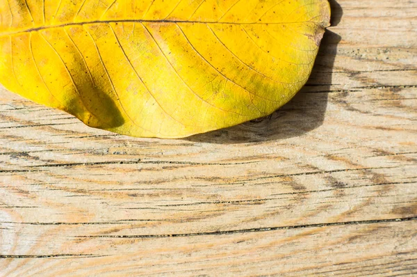 Žlutá podzimní listí — Stock fotografie