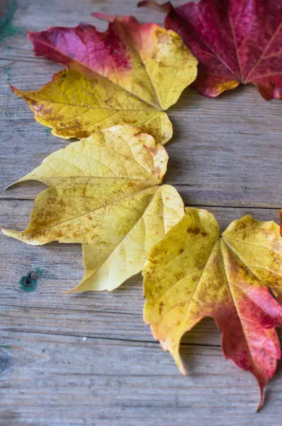 Feuilles lumineuses automnales comme arrière-plan — Photo