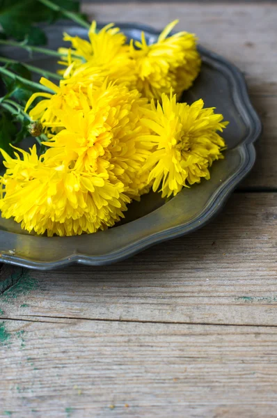 Crisântemo amarelo brilhante — Fotografia de Stock