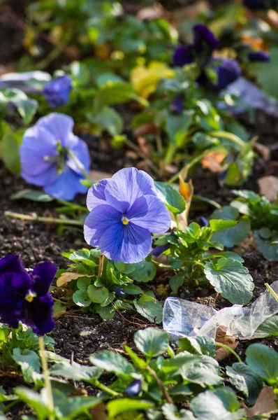 Tricolor Viola bloem — Stockfoto