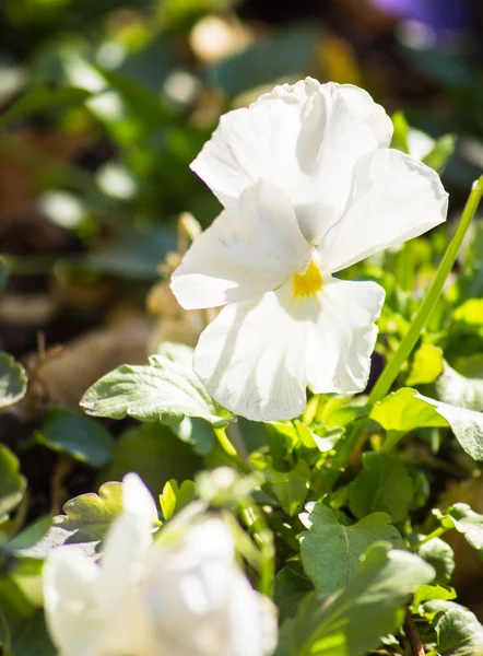 Цветок альта-триколор — стоковое фото