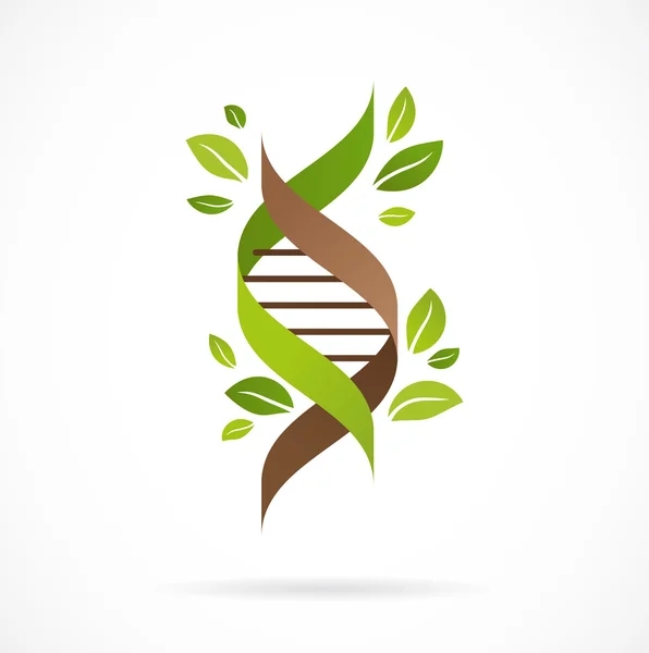 DNA tree with leaves — Stock Vector
