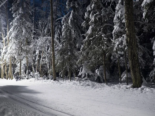 一月的一个寒冷的夜晚 明亮的冬季森林 — 图库照片