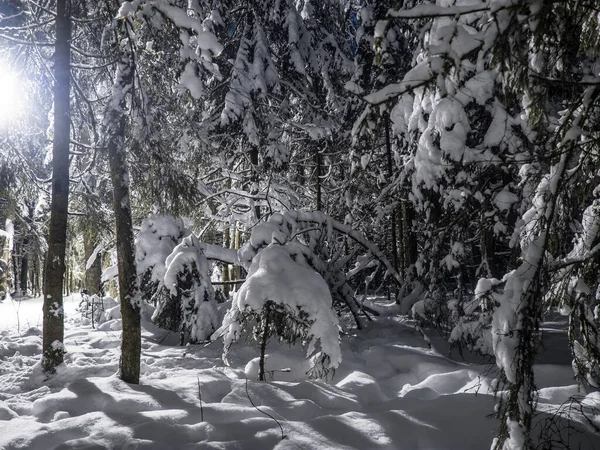 Soğuk Bir Ocak Gecesinde Aydınlatılmış Kış Ormanı — Stok fotoğraf