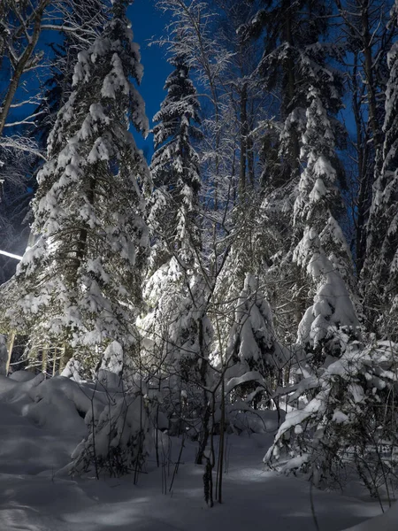 Verlicht Winterbos Een Koude Januari Nacht — Stockfoto