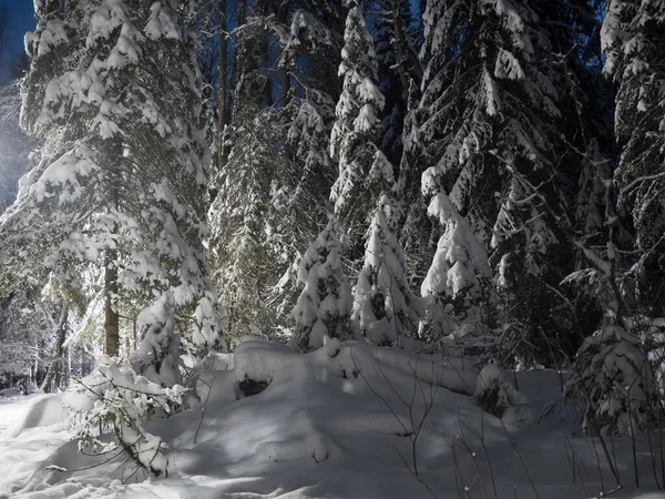 Foresta Invernale Illuminata Una Fredda Notte Gennaio — Foto Stock