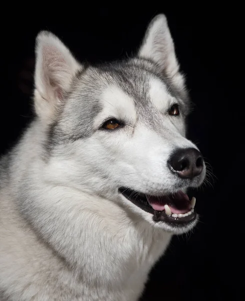 Portret Syberyjskiego Husky Ego Czarnym Tle — Zdjęcie stockowe