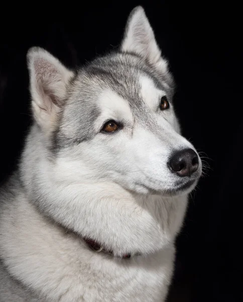 Portret Van Een Siberische Husky Zwarte Achtergrond — Stockfoto