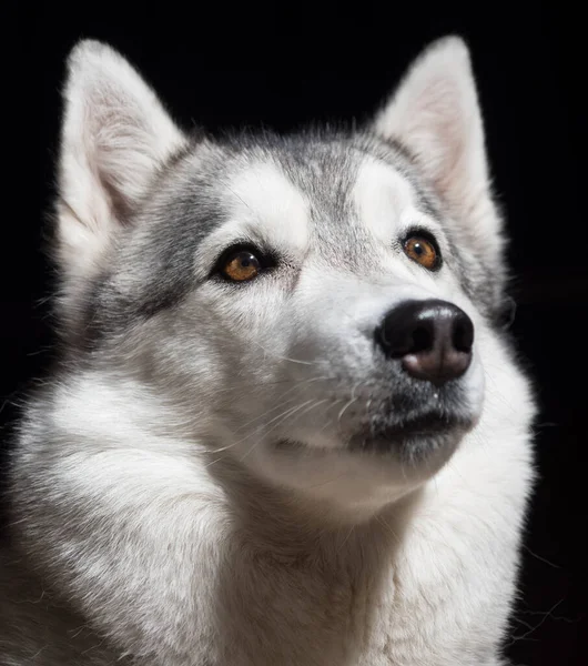 Portret Syberyjskiego Husky Ego Czarnym Tle — Zdjęcie stockowe