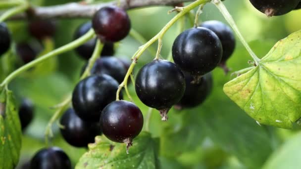 Ribes Nero Maturo Cespuglio Una Giornata Estiva Soleggiata — Video Stock