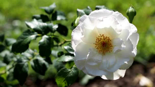 White Rose Sunny Summer Day — 비디오