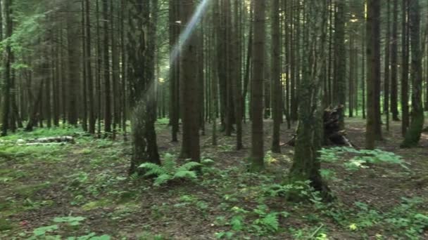 夏天的早上在森林里 — 图库视频影像