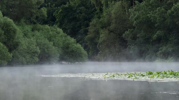 Foggy Lagoa Manhã — Vídeo de Stock