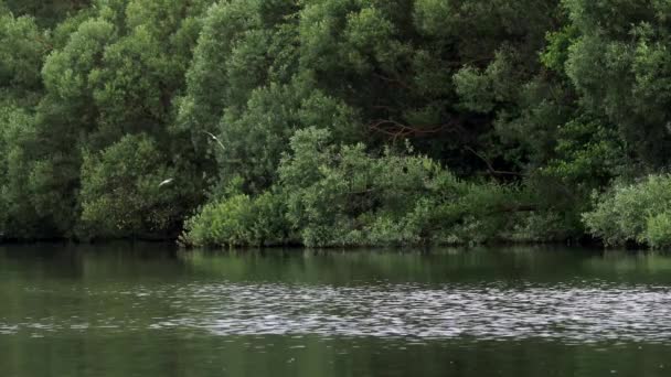 Burung Camar Terbang Atas Danau Untuk Menangkap Ikan Pada Pagi — Stok Video