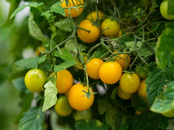 Tomatoes — Stock Photo, Image