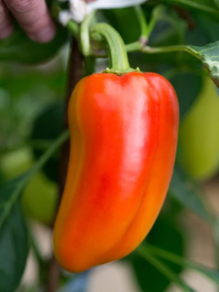 Bell pepper — Stock Photo, Image