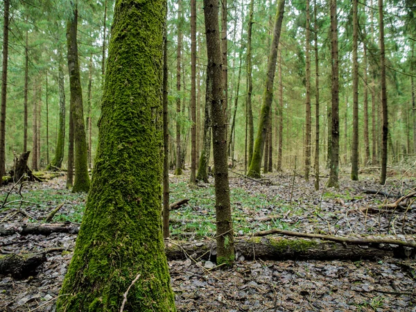 Bosbouw — Stockfoto