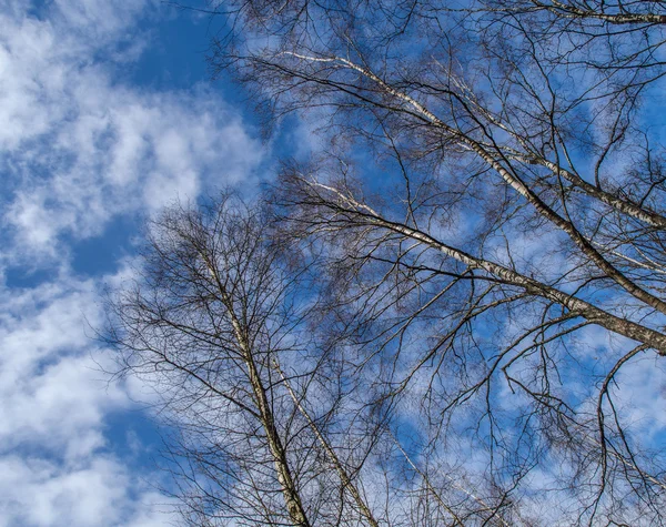 봄 하늘 — 스톡 사진
